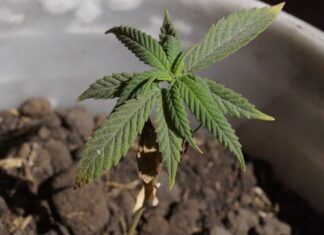 Grow Shop Online: el negocio rentable del 2020 Grow Shop
