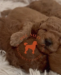 Caniche Toy del Nilo