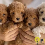 Estafas en la venta de caniche toy