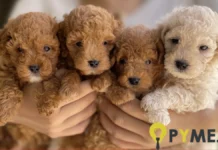 Estafas en la venta de caniche toy: cómo operan las mafias y cómo evitar ser víctima Estafas en la venta de caniche toy