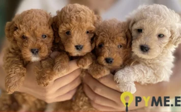 Estafas en la venta de caniche toy