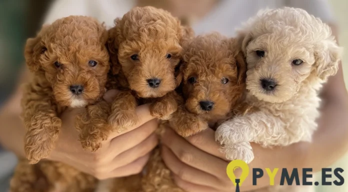 Estafas en la venta de caniche toy