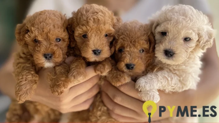 Estafas en la venta de caniche toy Estafas en la venta de caniche toy